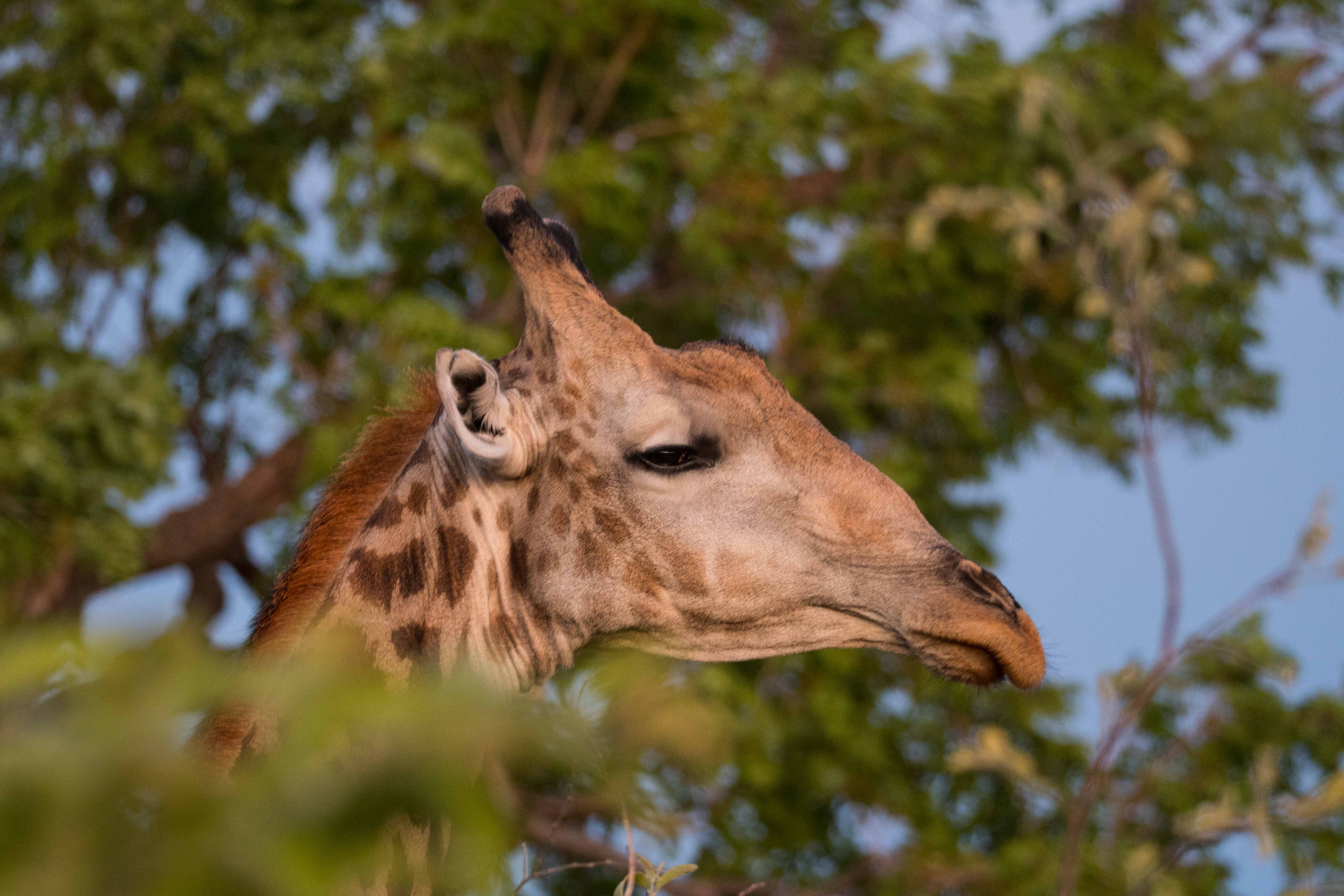 Girafe d'Angola (Angola giraffe, Giraffa giraffa ssp angolensis), mâle adulte, Chobe National Park, Botswana.